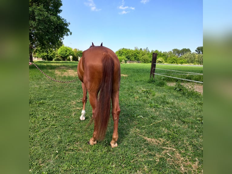 KWPN Mare 6 years 16,2 hh Chestnut-Red in ARGENTA