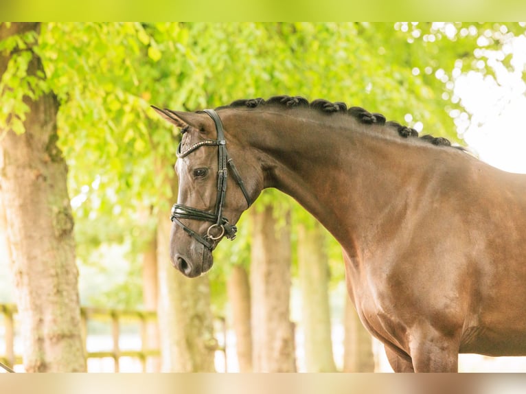 KWPN Mare 6 years 16,2 hh in Nispen