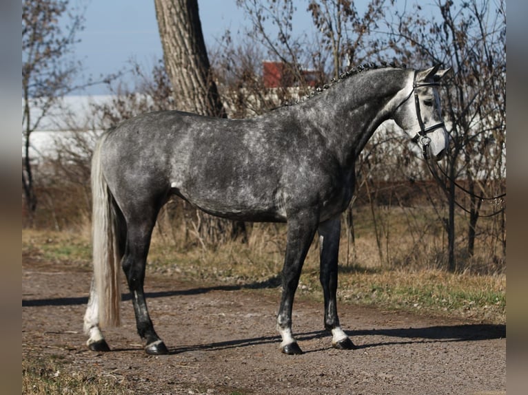 KWPN Mare 6 years 16,2 hh Grey-Dapple in Debrecen