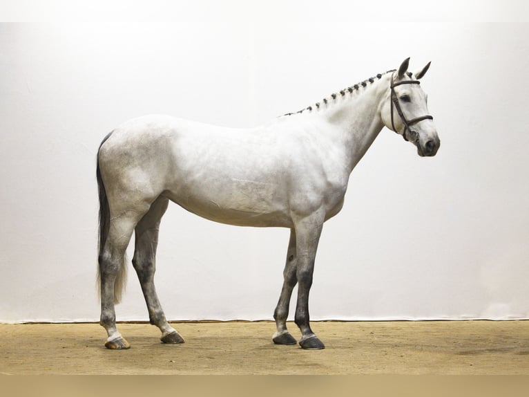 KWPN Mare 6 years 16,2 hh Grey in Waddinxveen