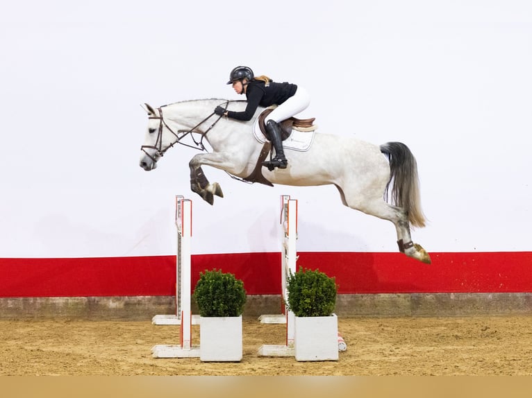 KWPN Mare 6 years 16,2 hh Grey in Waddinxveen