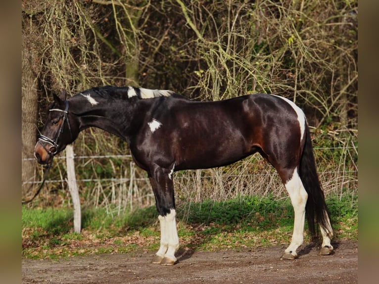 KWPN Mare 6 years 16,2 hh Pinto in Someren