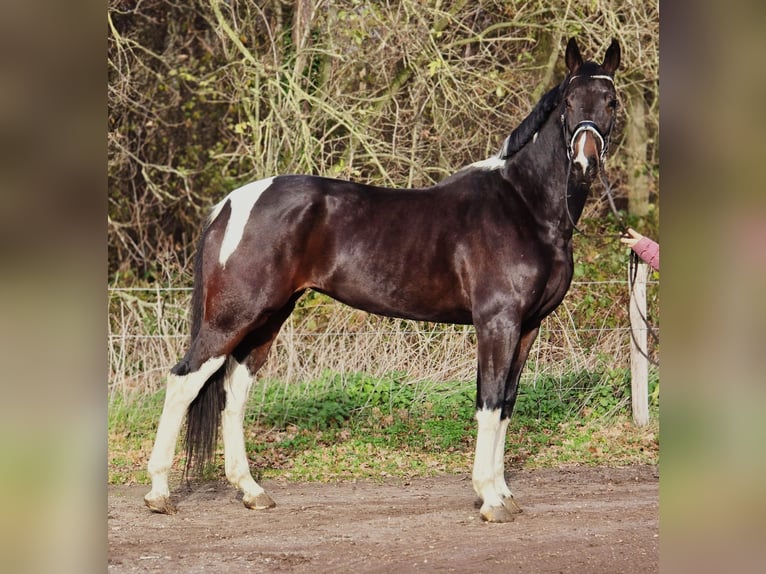 KWPN Mare 6 years 16,2 hh Pinto in Someren