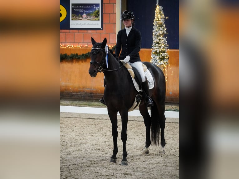 KWPN Mare 6 years 16,2 hh Smoky-Black in Nettersheim