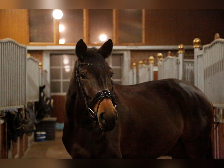 KWPN Mare 6 years 16,3 hh Bay-Dark in Heiden