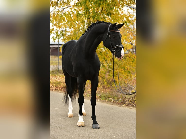 KWPN Mare 6 years 16,3 hh Black in B&#xE9;k&#xE9;scsaba