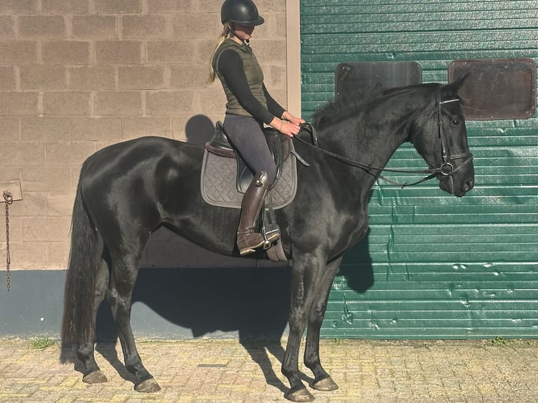 KWPN Mare 6 years 16,3 hh Black in Achtmaal