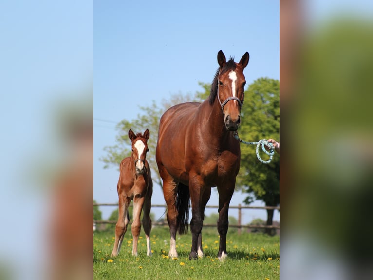 KWPN Mare 6 years 16,3 hh Brown in Goch