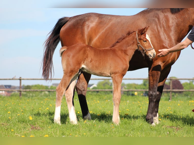 KWPN Mare 6 years 16,3 hh Brown in Goch