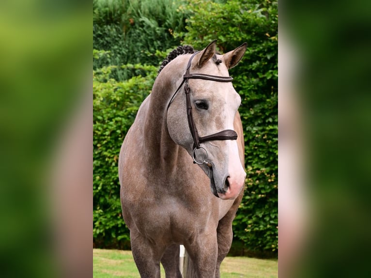 KWPN Mare 6 years 16,3 hh Gray in Bladel
