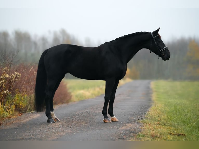 KWPN Mare 6 years 17,1 hh Black in Vilnius