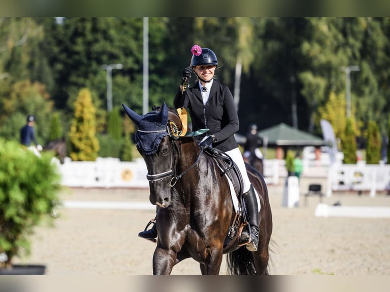 KWPN Mare 6 years 17,1 hh Black in Vilnius