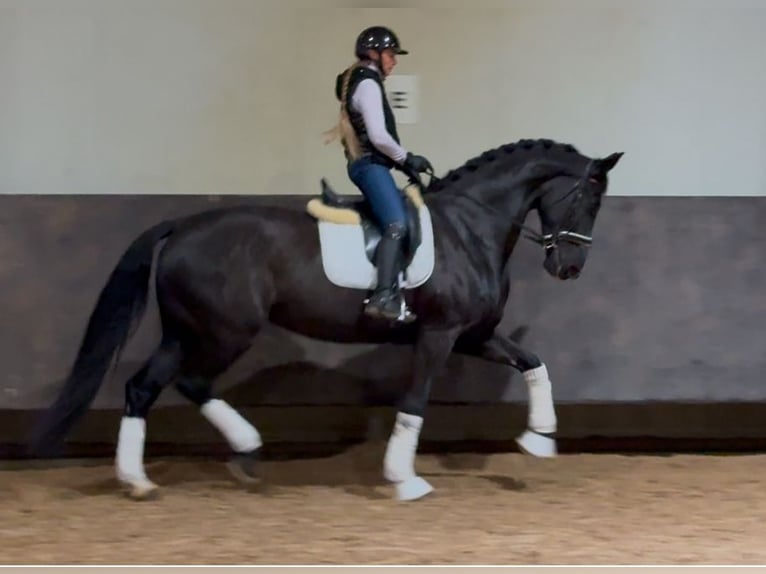 KWPN Mare 6 years 17,1 hh Black in Vilnius