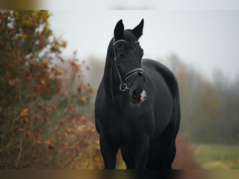 KWPN Mare 6 years 17,1 hh Black in Vilnius