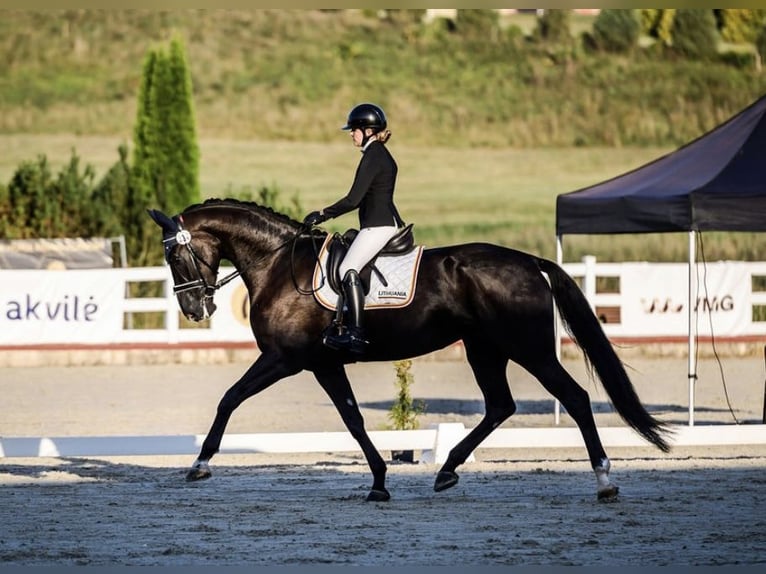 KWPN Mare 6 years 17,1 hh Black in Vilnius