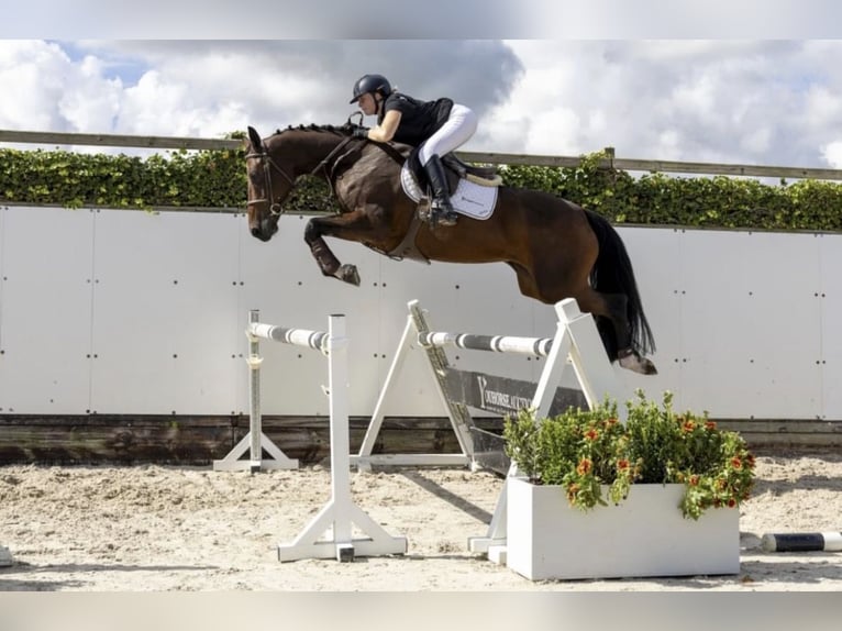 KWPN Mare 6 years 17 hh Bay in Zielona G&#xF3;ra