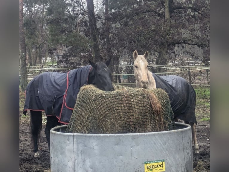 KWPN Mare 6 years 17 hh Black in Berlin