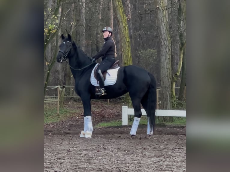 KWPN Mare 6 years 17 hh Black in Berlin