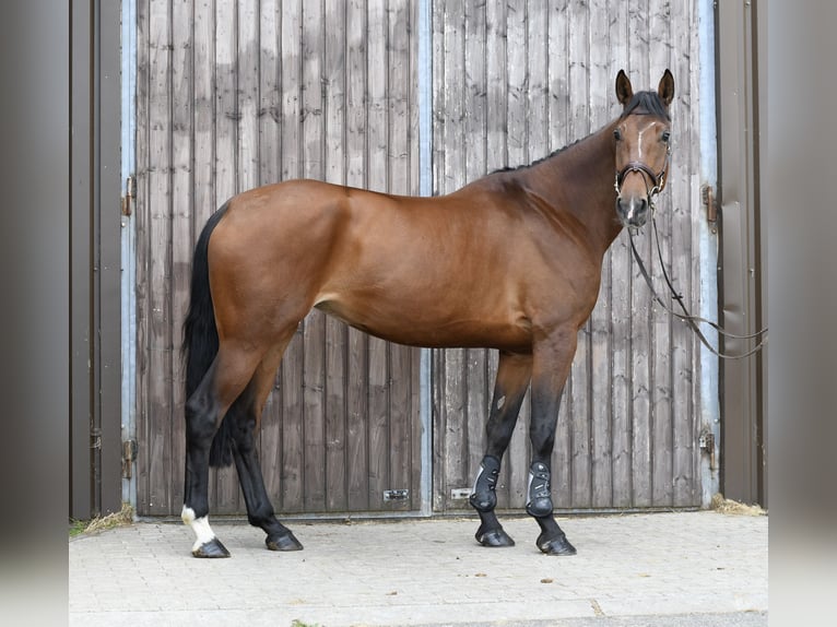 KWPN Mare 6 years 17 hh Brown in Geilenkirchen