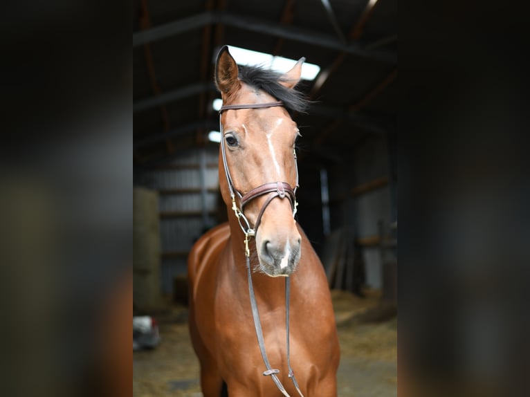 KWPN Mare 6 years 17 hh Brown in Geilenkirchen