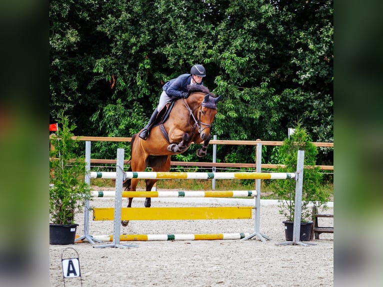 KWPN Mare 6 years 17 hh Brown in Stadskanaal