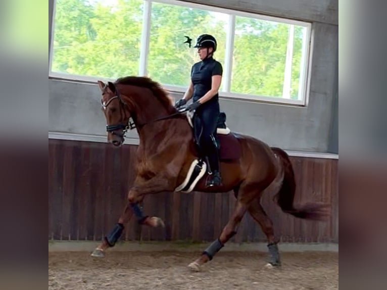 KWPN Mare 6 years 17 hh Chestnut in Arendonk