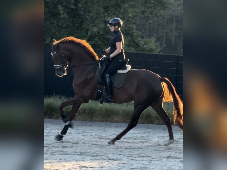 KWPN Mare 6 years 17 hh Chestnut in Arendonk