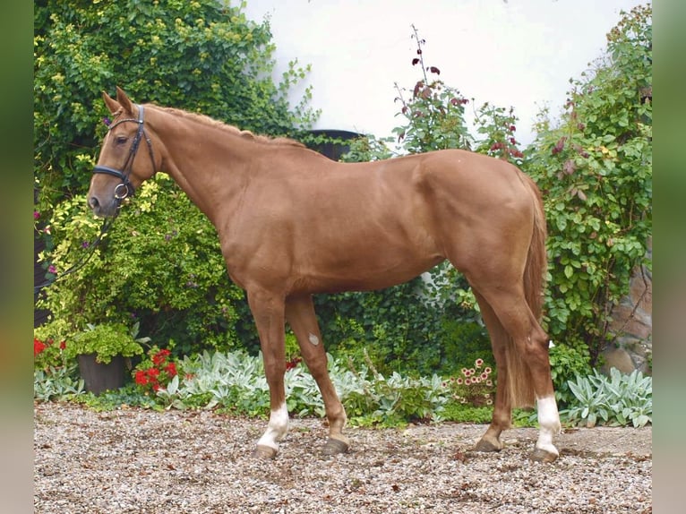 KWPN Mare 6 years 17 hh Chestnut in Drawsko Pomorskie