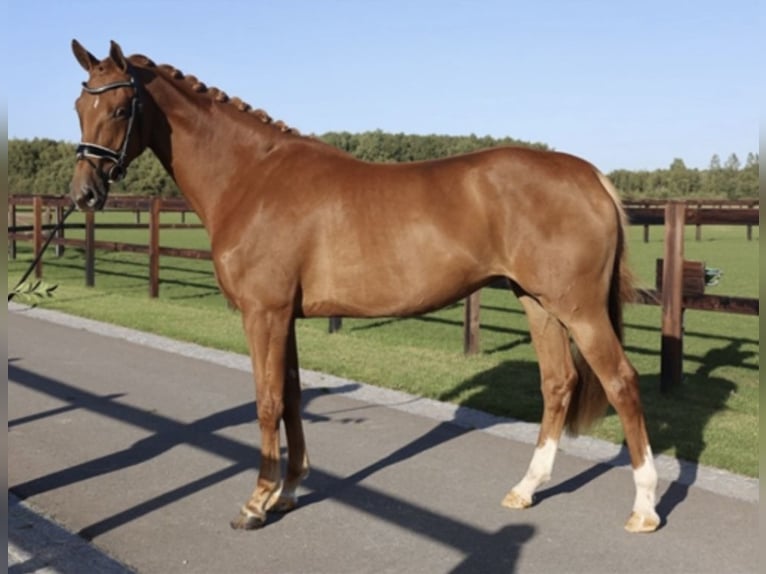 KWPN Mare 6 years 17 hh Chestnut-Red in Slootdorp