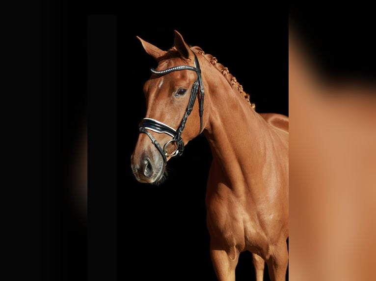 KWPN Mare 6 years 17 hh Chestnut-Red in Slootdorp