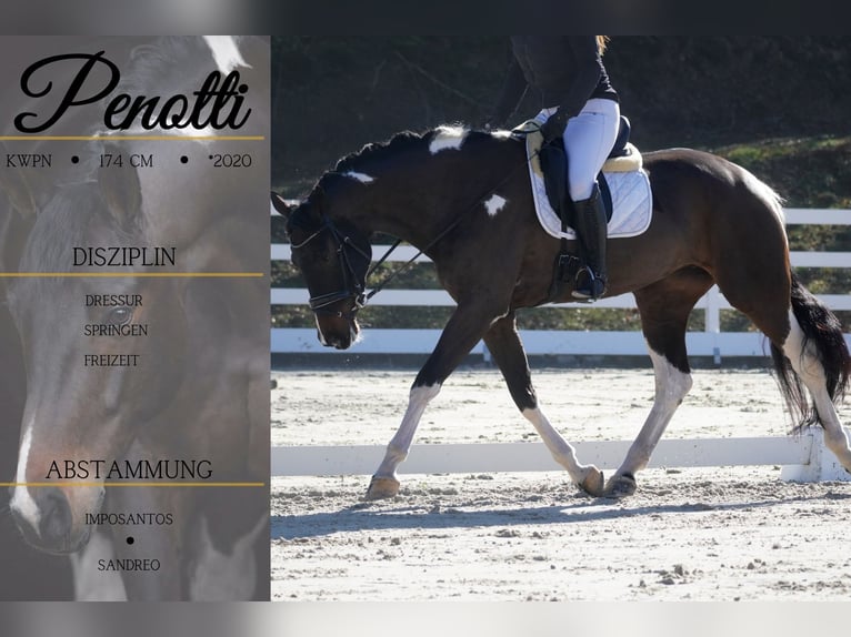 KWPN Mare 6 years 17 hh Pinto in Nettersheim