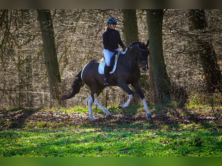 KWPN Mare 6 years 17 hh Pinto in Nettersheim