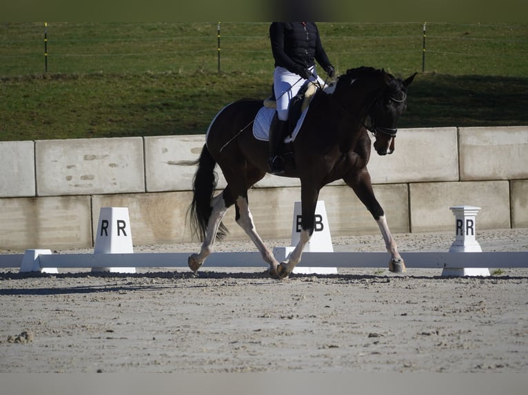 KWPN Mare 6 years 17 hh Pinto in Nettersheim