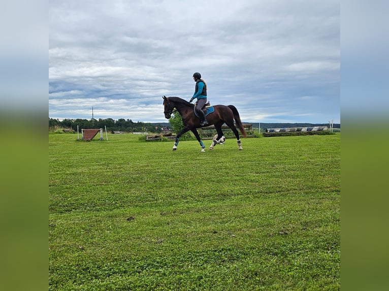 KWPN Mare 6 years Brown in Niederaichbach