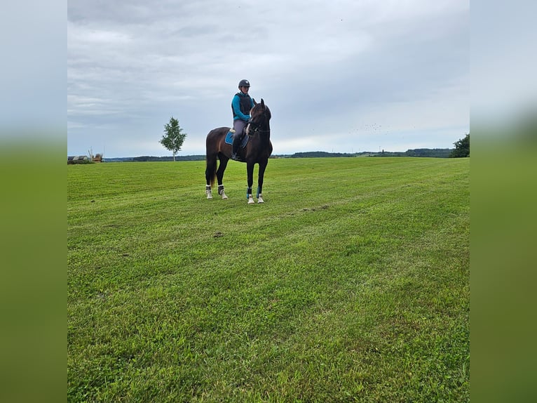 KWPN Mare 6 years Brown in Niederaichbach