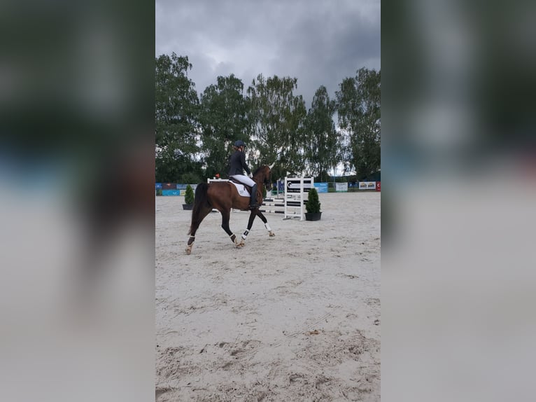 KWPN Mare 6 years Brown in Niederaichbach
