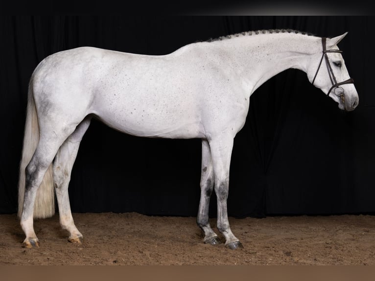 KWPN Mare 6 years Gray in Bladel