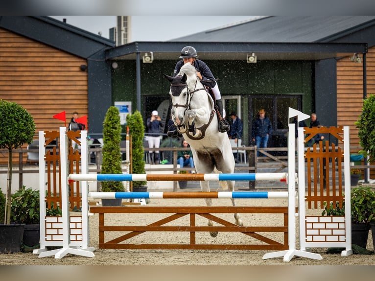 KWPN Mare 6 years Gray in Borne