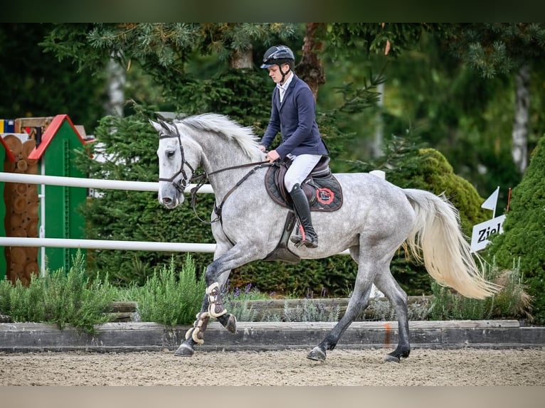 KWPN Mare 6 years Grey in St. Josefen