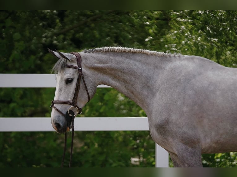 KWPN Mare 6 years Grey in St. Josefen