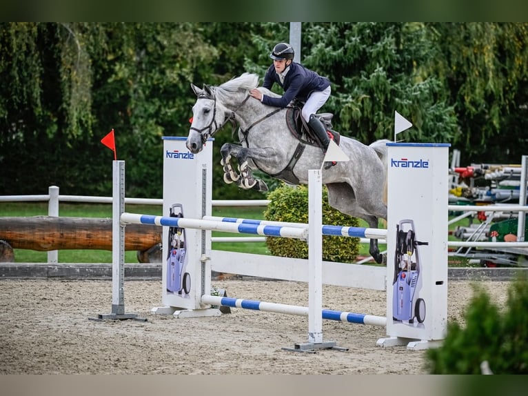 KWPN Mare 6 years Grey in St. Josefen