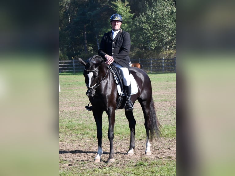 KWPN Mare 6 years Smoky-Black in Waasmunster