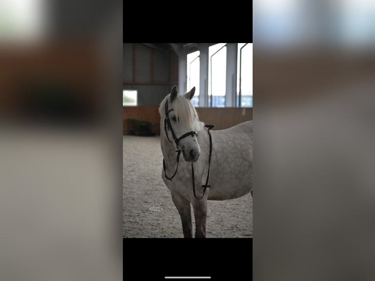 KWPN Mare 7 years 13.3 hh Grey-Dapple in Nijkerk