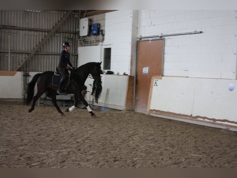 KWPN Mare 7 years 15.2 hh Black in Großrinderfeld