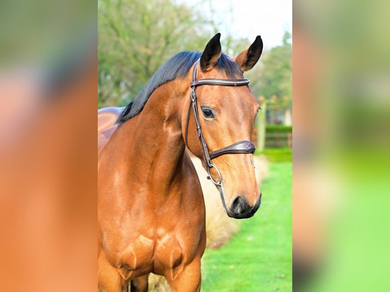 KWPN Mare 7 years 15,2 hh Brown in Bladel