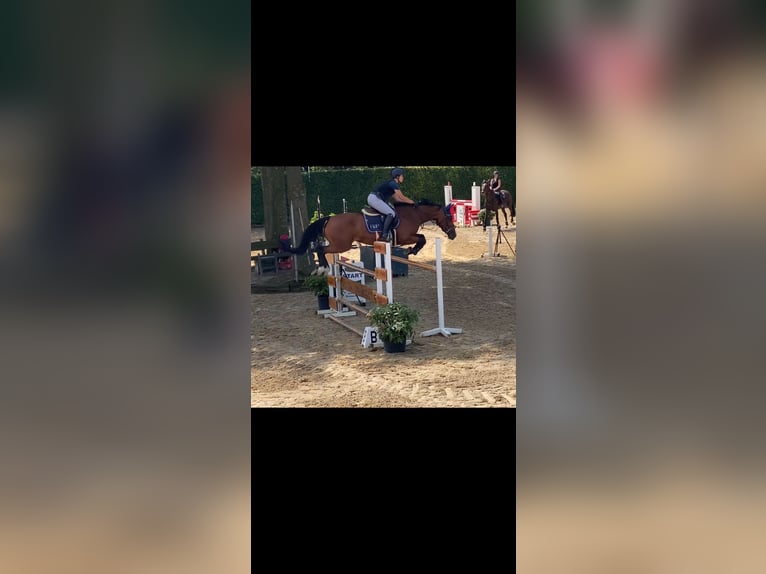 KWPN, Mare, 7 years, 15.2 hh, Brown
