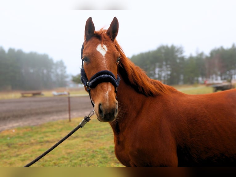 KWPN Mare 7 years 15,2 hh Chestnut in palanga