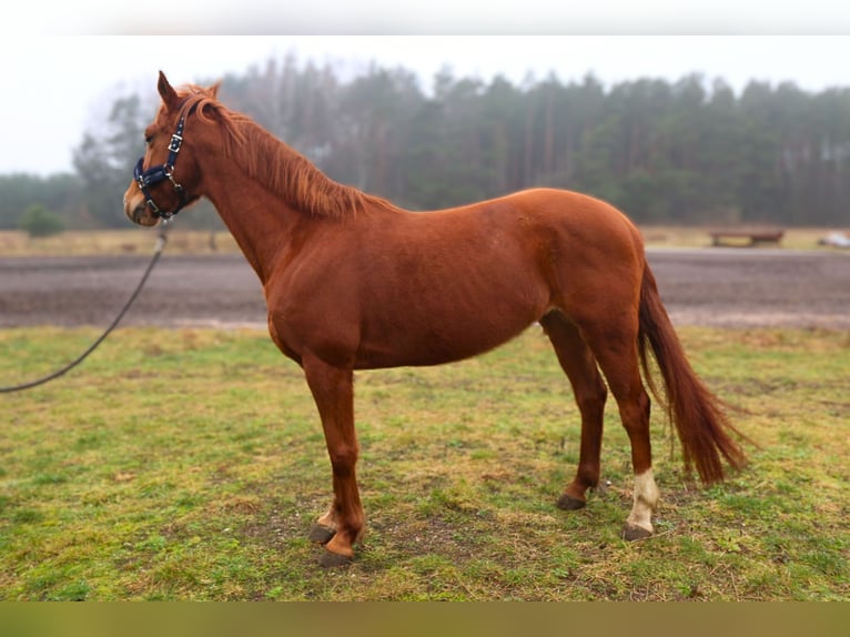 KWPN Mare 7 years 15,2 hh Chestnut in palanga