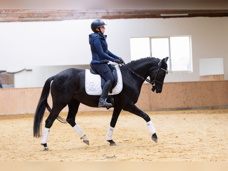 KWPN Mare 7 years 15,3 hh Black in Lublin