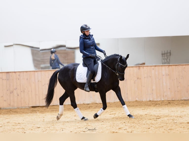 KWPN Mare 7 years 15,3 hh Black in Lublin